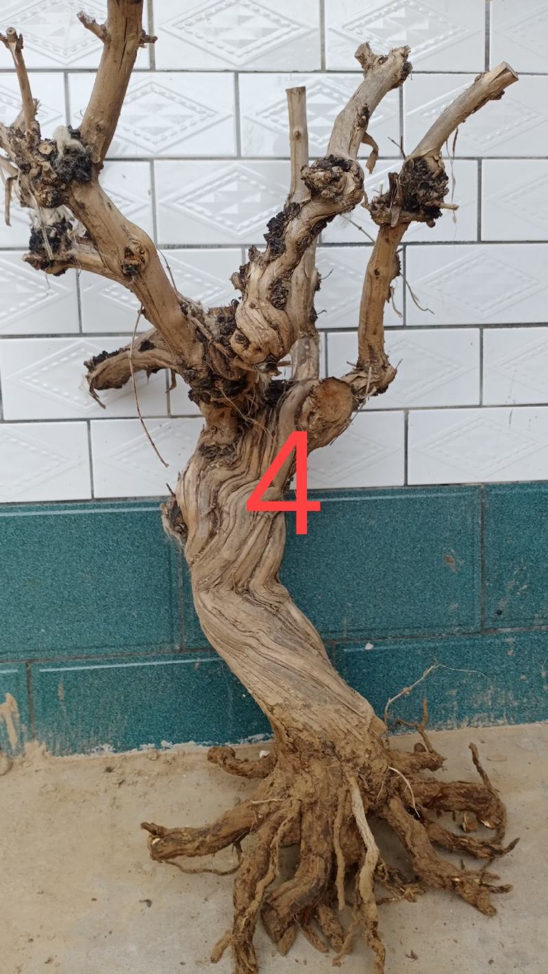金银花枯桩，可做工艺品仿真树插花，摆件装饰品