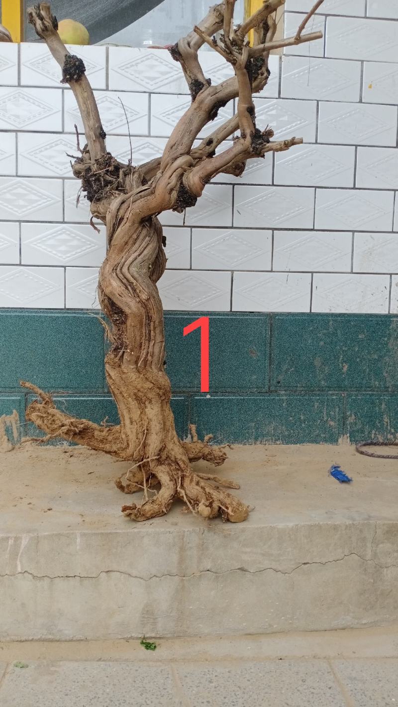 金银花枯桩，可做工艺品仿真树插花，摆件装饰品