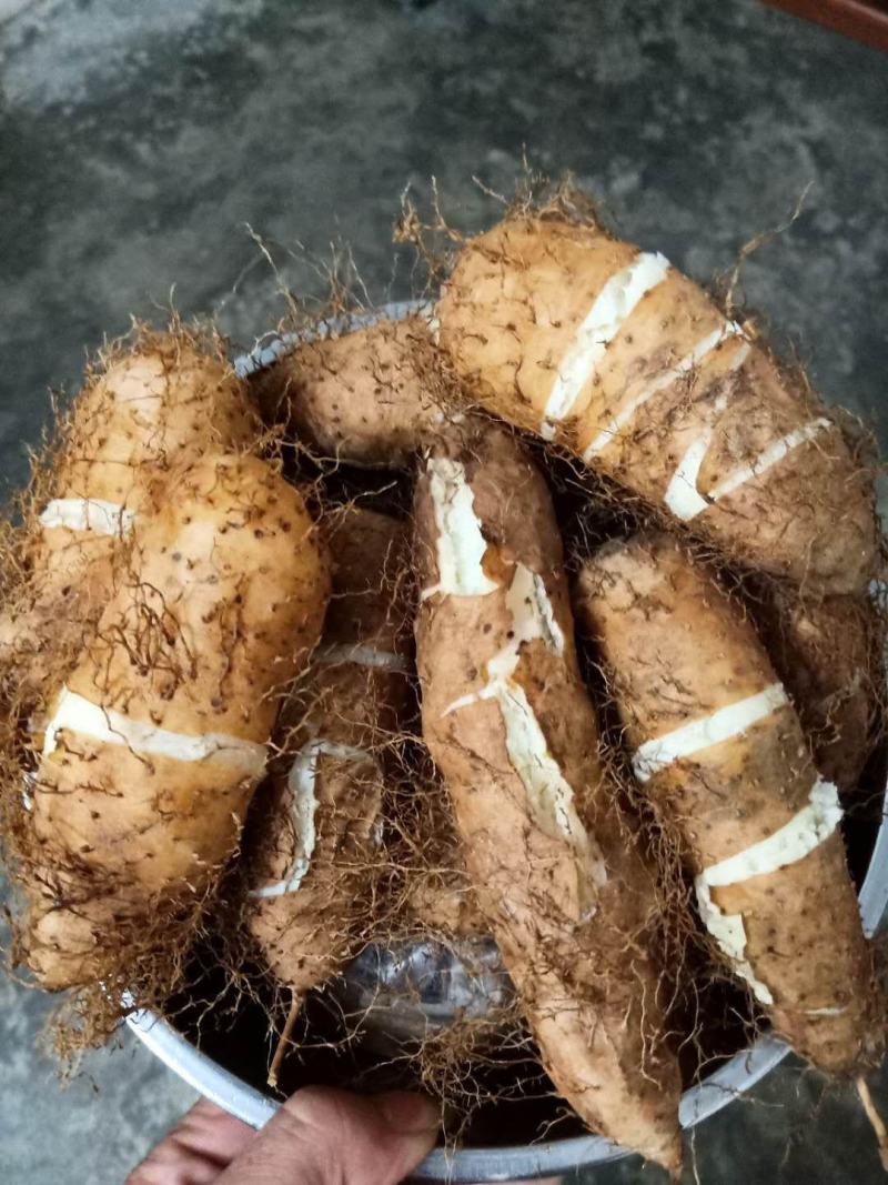 黄泥毛薯大量上市