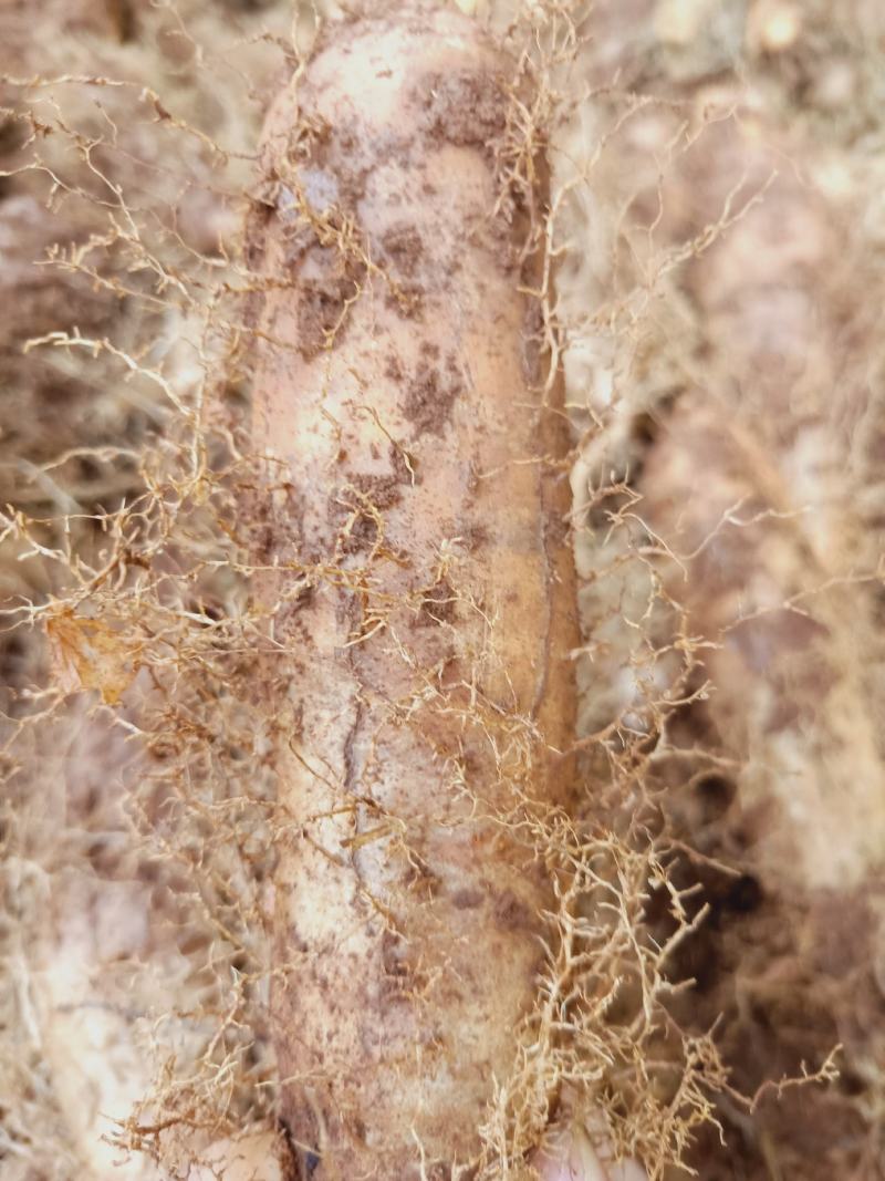 黄泥毛薯大量上市