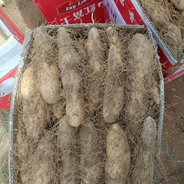 黄泥毛薯大量上市