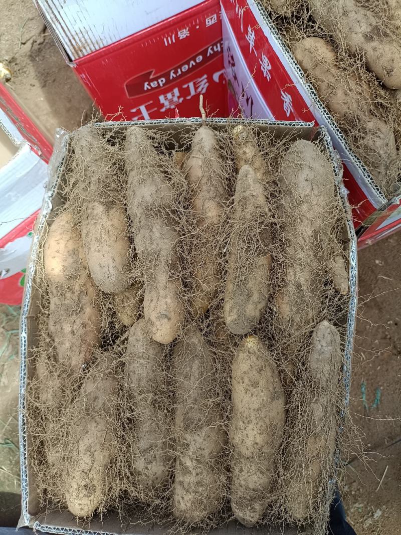 黄泥毛薯大量上市