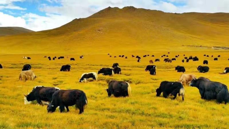 趣湖牧场牦牛腿肉，青海原产地放牧牦牛肉系列分割产品