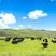 趣湖牧场牦牛腿肉，青海原产地放牧牦牛肉系列分割产品