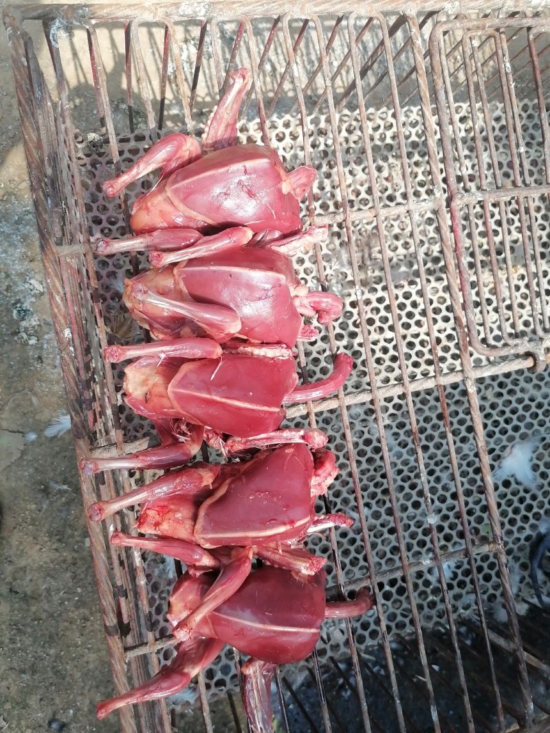 扒皮鸽子，扒皮乳鸽常年供应烧烤店，量大优惠。常年有货。