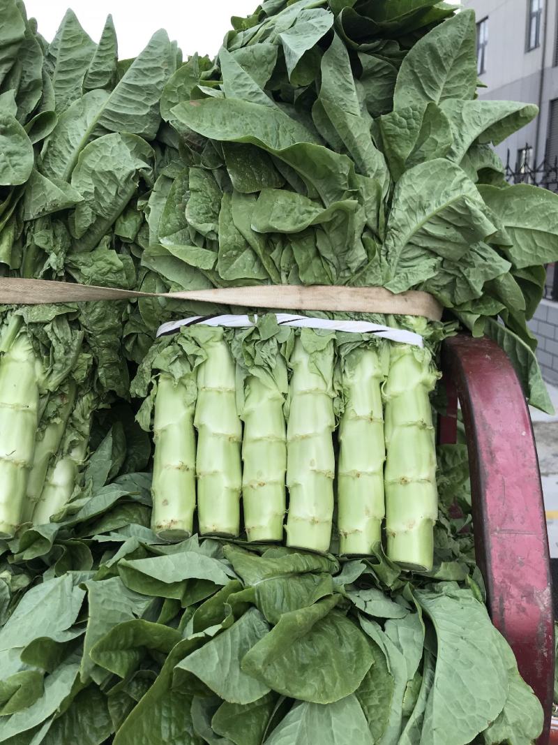 三青莴笋，兰陵莴苣无空心量大质优基地货源