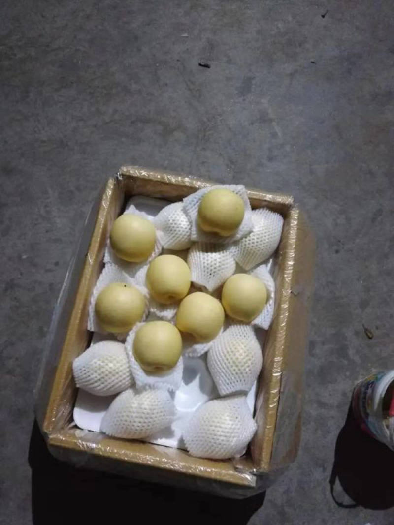河北石家庄赵县精品水晶梨产地直销几毛一斤常年供应