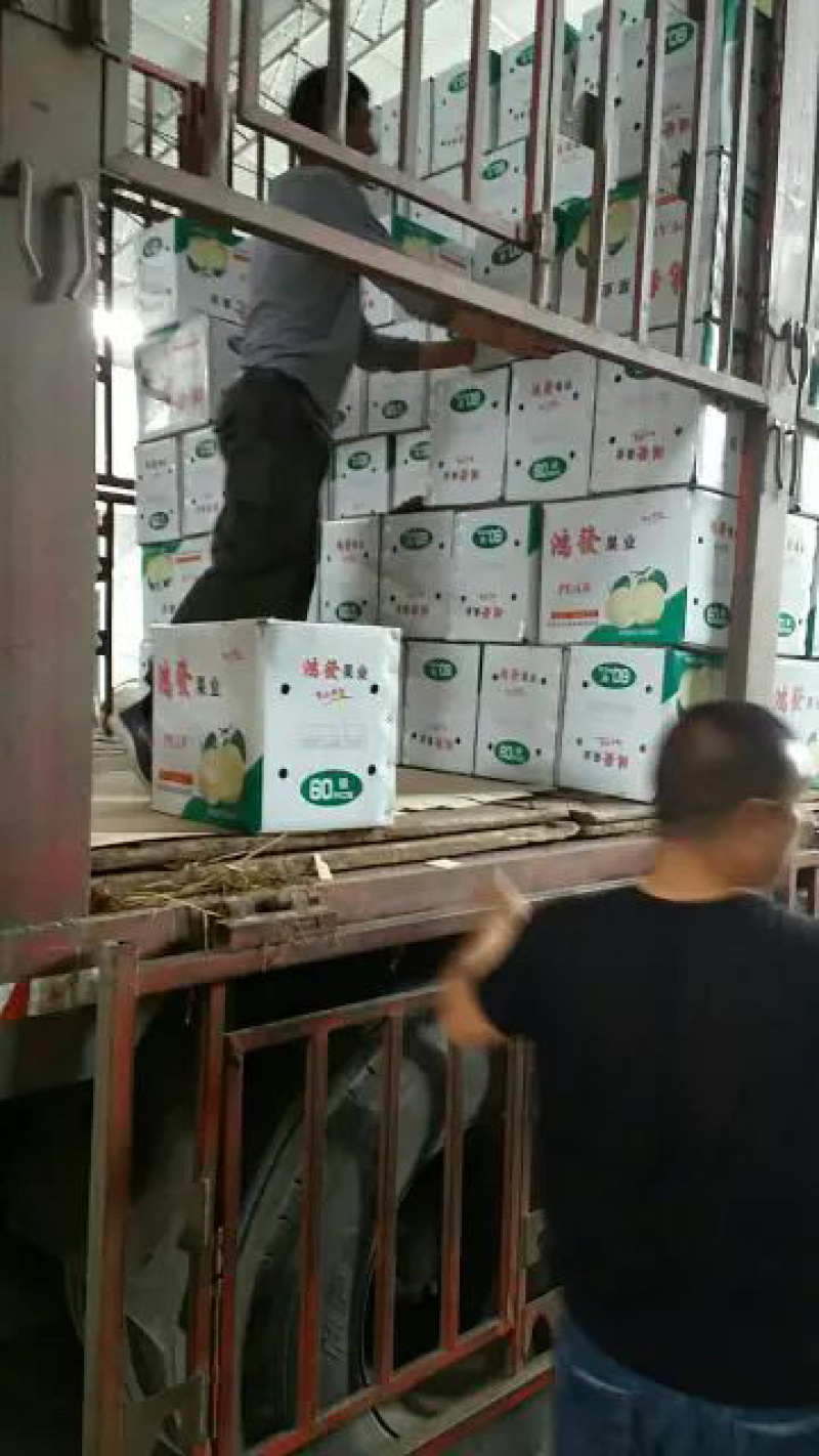 河北石家庄赵县精品水晶梨产地直销几毛一斤常年供应
