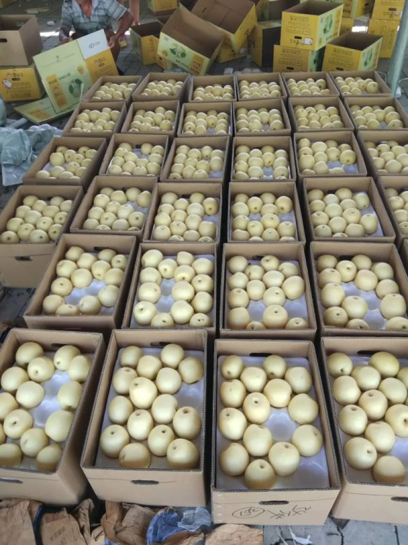 河北石家庄赵县精品水晶梨产地直销几毛一斤常年供应