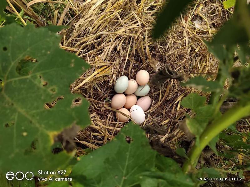(包运费）林下散养土鸡蛋，11-12个一斤，绿壳65%