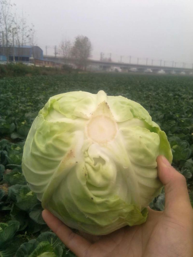 绿甘蓝扁包菜货源充足产地直发良心卖家质量保证