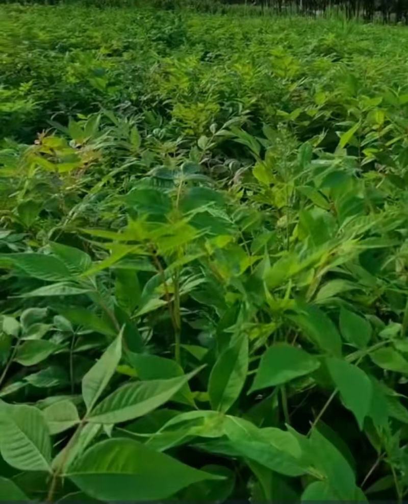 黄柏