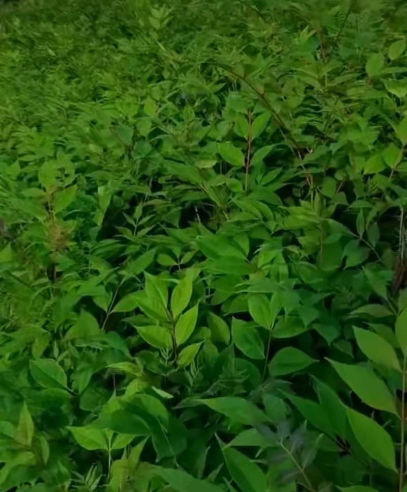 黄柏