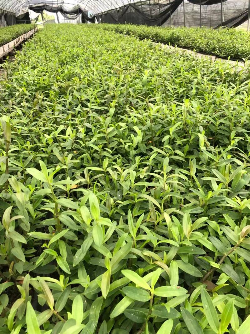 铁皮石斛苗石斛苗霍山石斛苗铁皮石斛苗米斛苗基地直发优良品