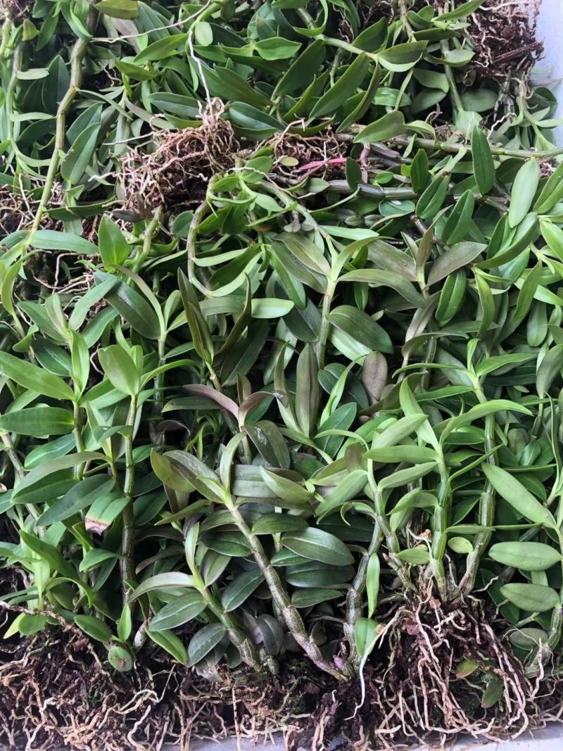 铁皮石斛苗石斛苗霍山石斛苗铁皮石斛苗米斛苗基地直发优良品