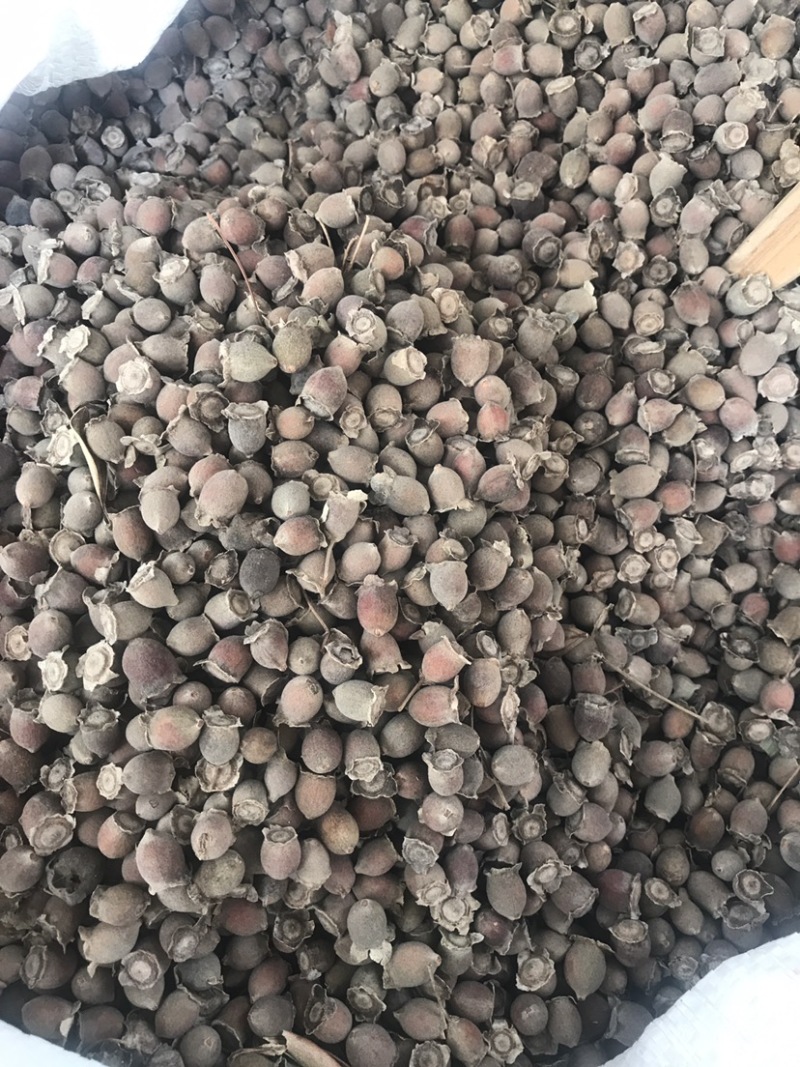 捻子捻子干一蒸一晒捻子干新货支持线上交易量大从优