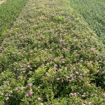 粉花绣线菊