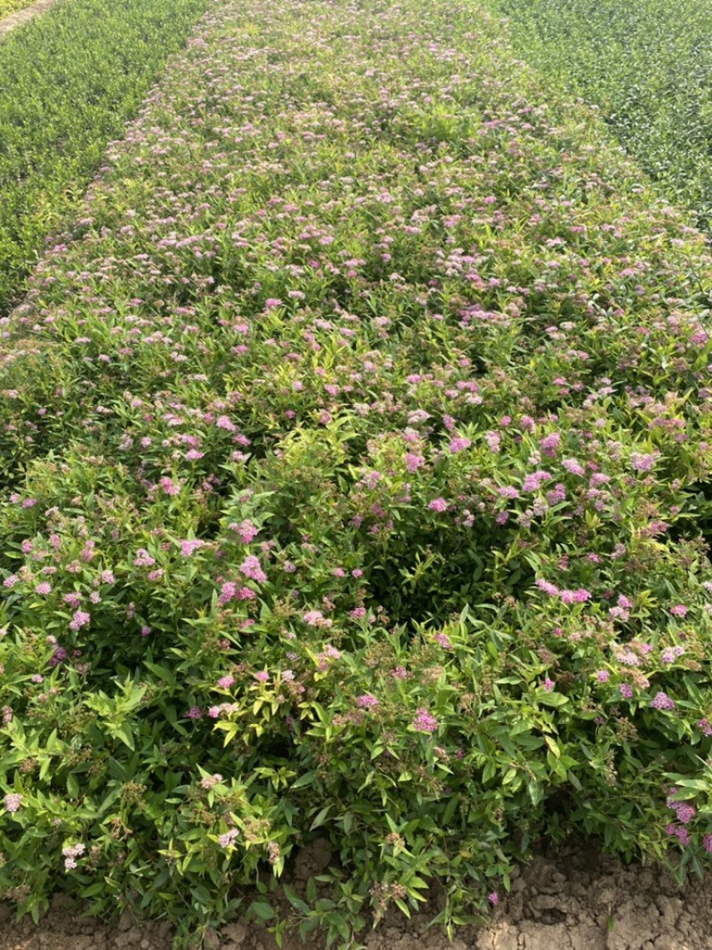 粉花绣线菊
