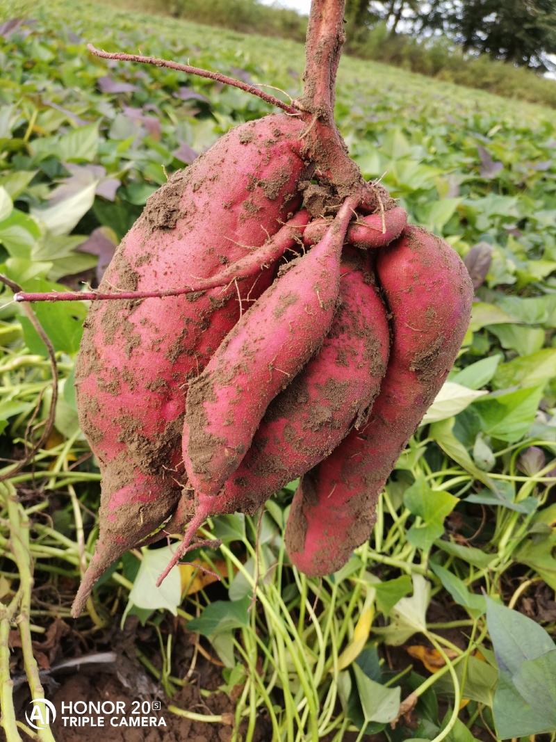 西瓜红薯，老北京红薯