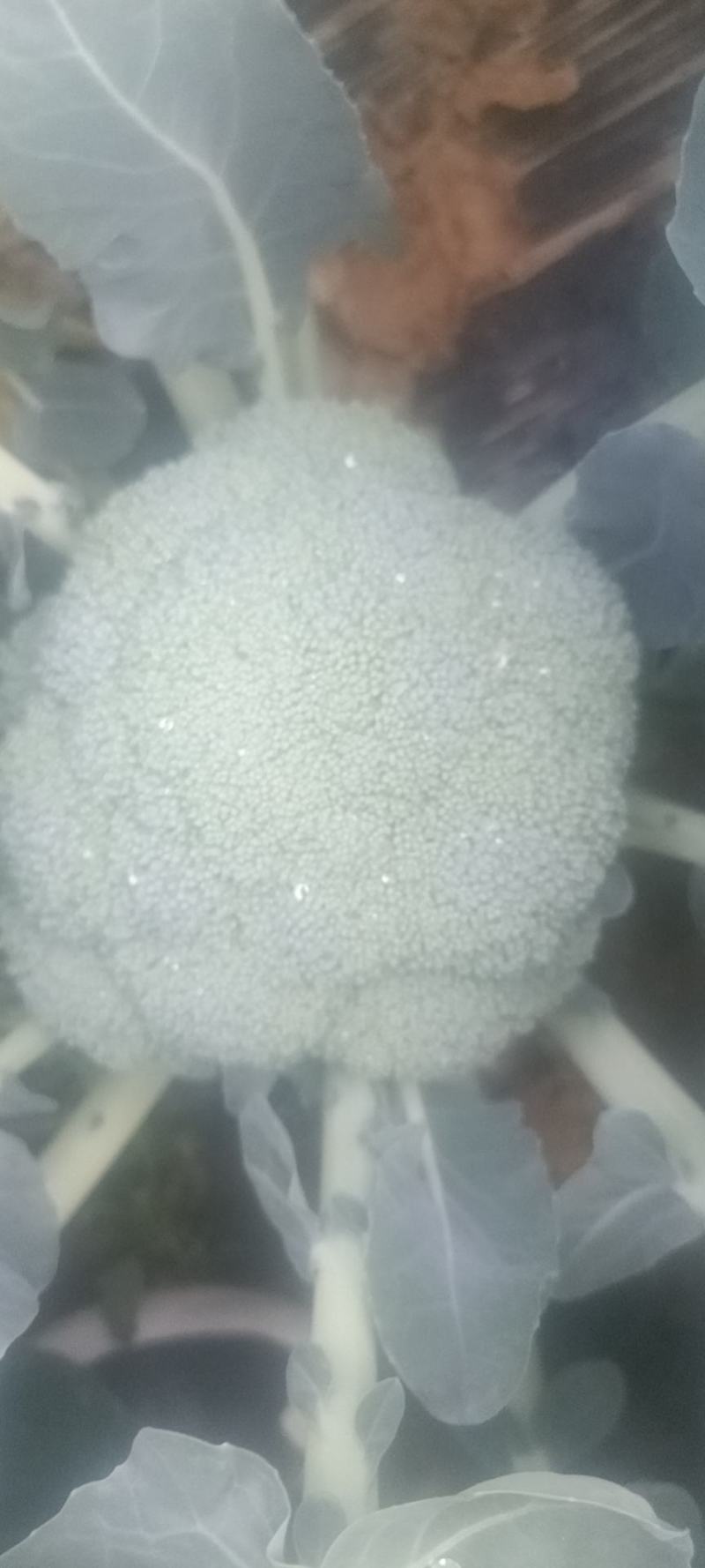 有机花菜大量上市，物美价廉