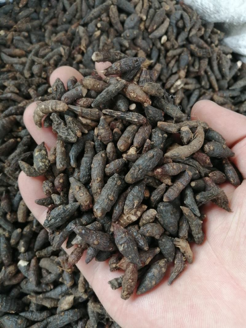 香附中药材香附片无硫无添加经营各种规格中药材