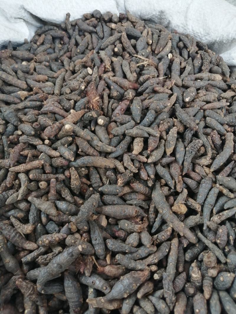 香附中药材香附片无硫无添加经营各种规格中药材