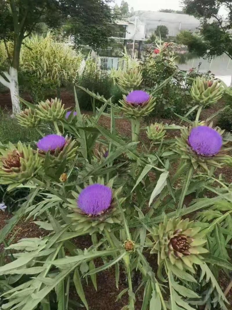 四川成都温江基地直销菜蓟，大小规格齐全货源充足，欢迎选购