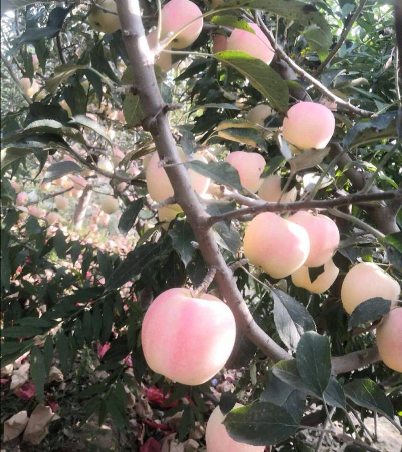 中秋王苹果大量上市，纸袋果面干净，个大颜色鲜艳