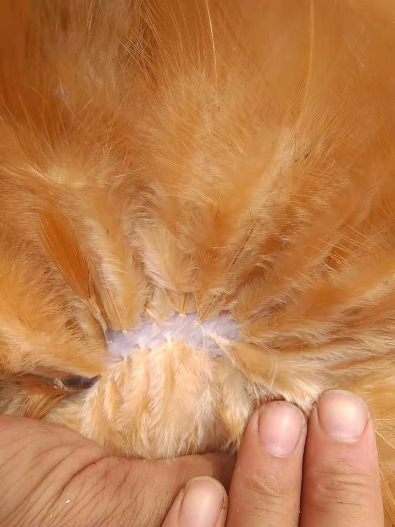 8个月老鸡