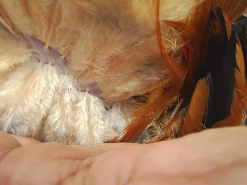 8个月老鸡