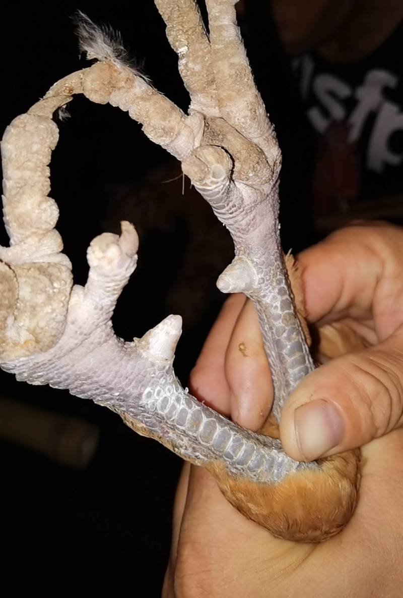 8个月老鸡