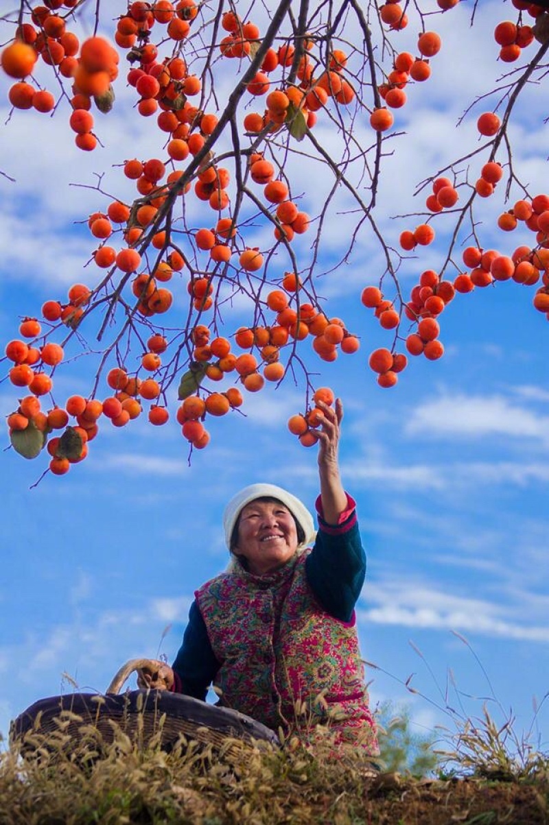 西安临潼火晶柿子树红灯笼树5年小树10年大树20年老树