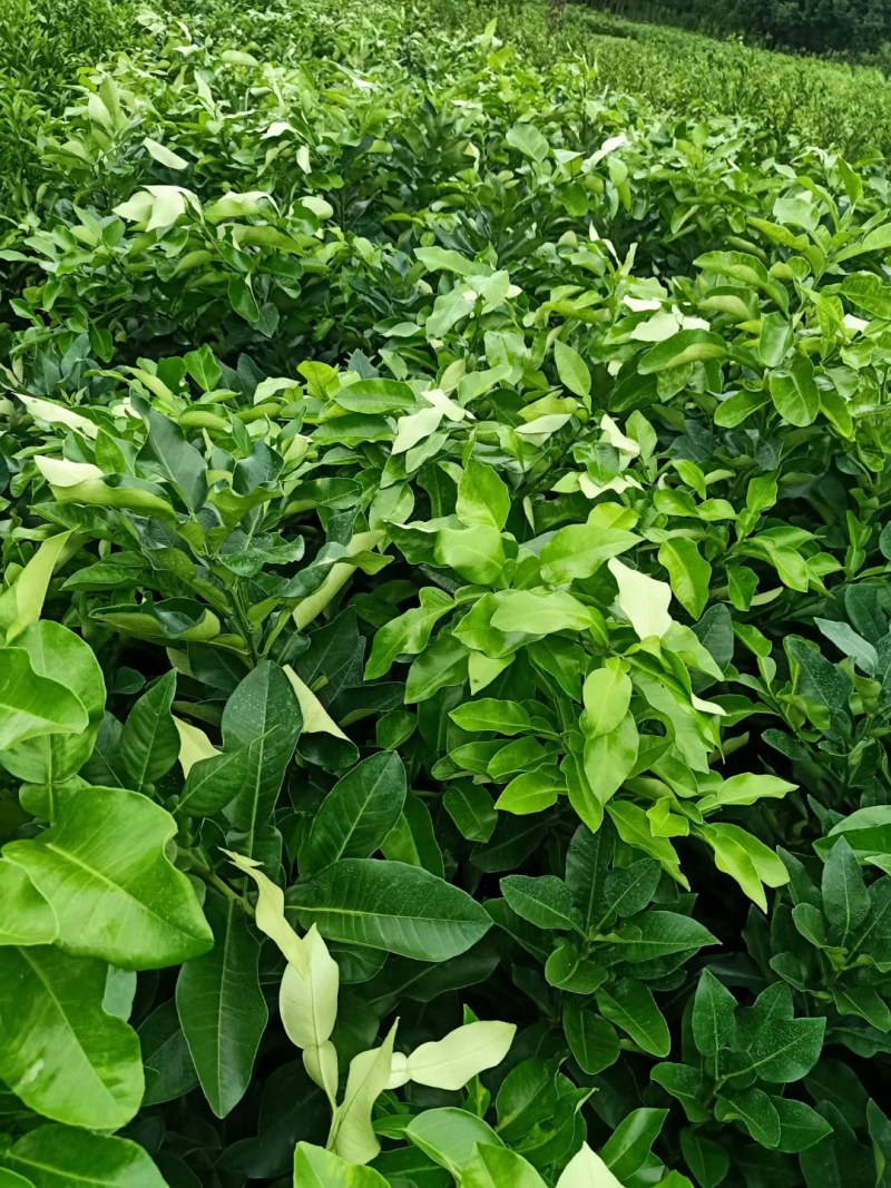 柚子苗.红心柚子苗.三红柚子苗树苗基地直发货源充足