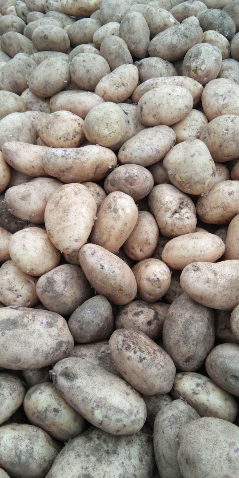 威宁黄心土豆3两以上的精品鲜活绿色蔬菜威芋五号