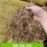 销售优质稻草适用于园林绿化温室大棚保湿，饲料原料.
