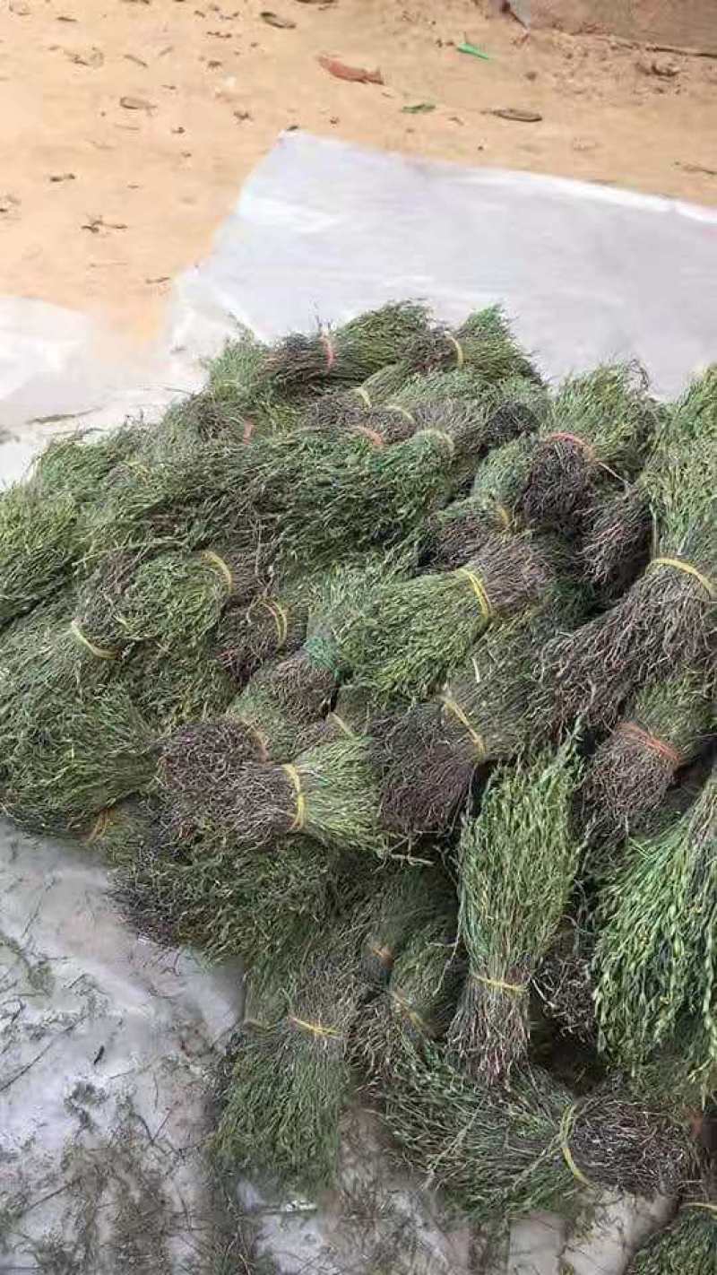 【包邮】新货香青绿柬埔寨野生独脚金靓货足干一手货源
