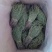 【包邮】新货香青绿柬埔寨野生独脚金靓货足干一手货源
