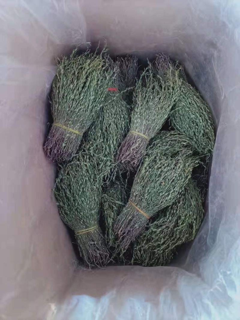 【包邮】新货香青绿柬埔寨野生独脚金靓货足干一手货源