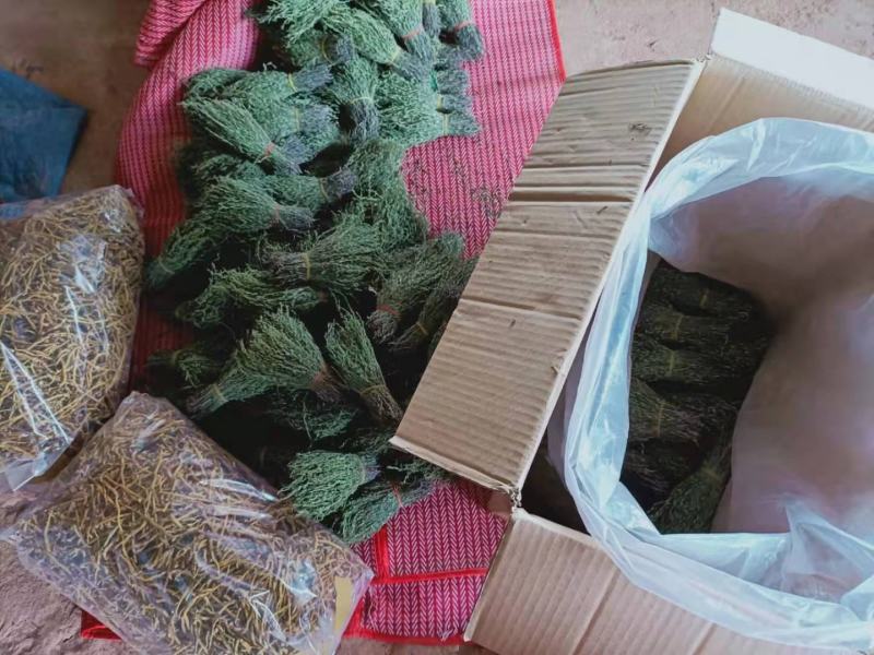 【包邮】新货香青绿柬埔寨野生独脚金靓货足干一手货源