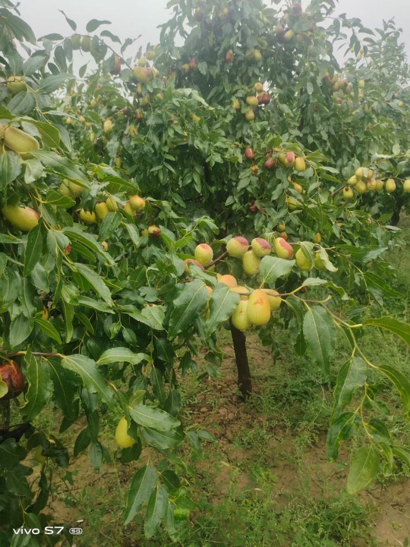 骏枣鲜枣手工采摘甘肃大枣西北特产供应山西酒枣醉枣腌制手