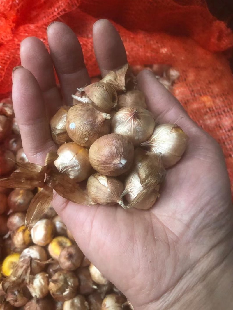 唐菖蒲种球剑兰十三太保四季易种多年生花园地栽阳台盆栽花卉