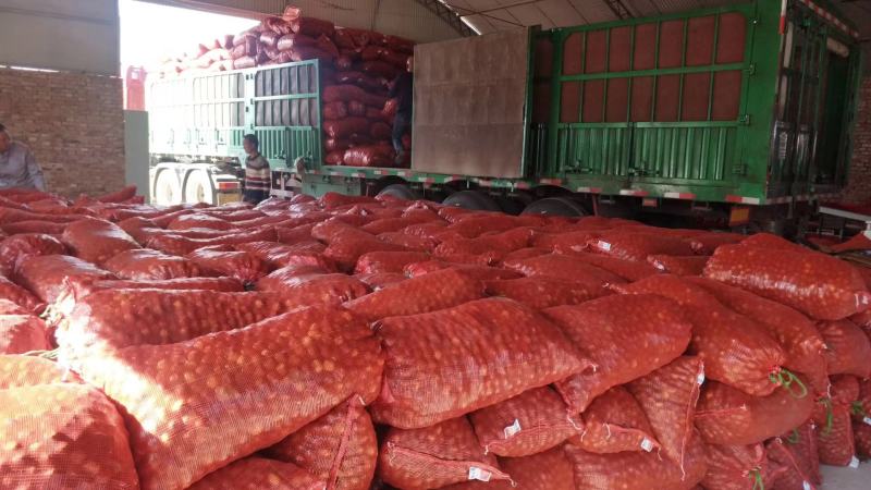 加工厂热销大枣嫁接大枣品种个大皮薄肉厚