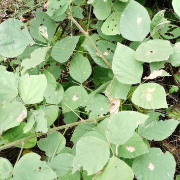 秦岭野生中草药小槐花饿蚂蝗山蚂蝗小儿疳积鲜货干品2斤包邮