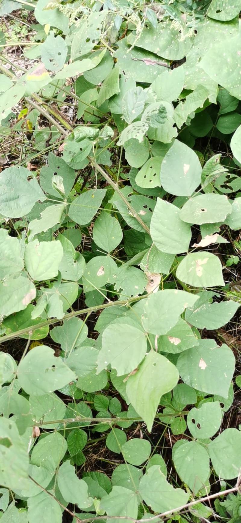 秦岭野生中草药小槐花饿蚂蝗山蚂蝗小儿疳积鲜货干品2斤包邮