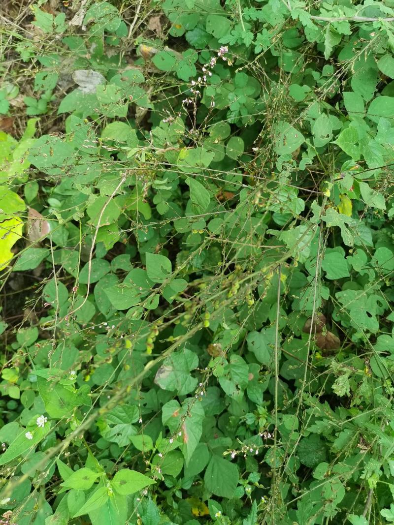 秦岭野生中草药小槐花饿蚂蝗山蚂蝗小儿疳积鲜货干品2斤包邮