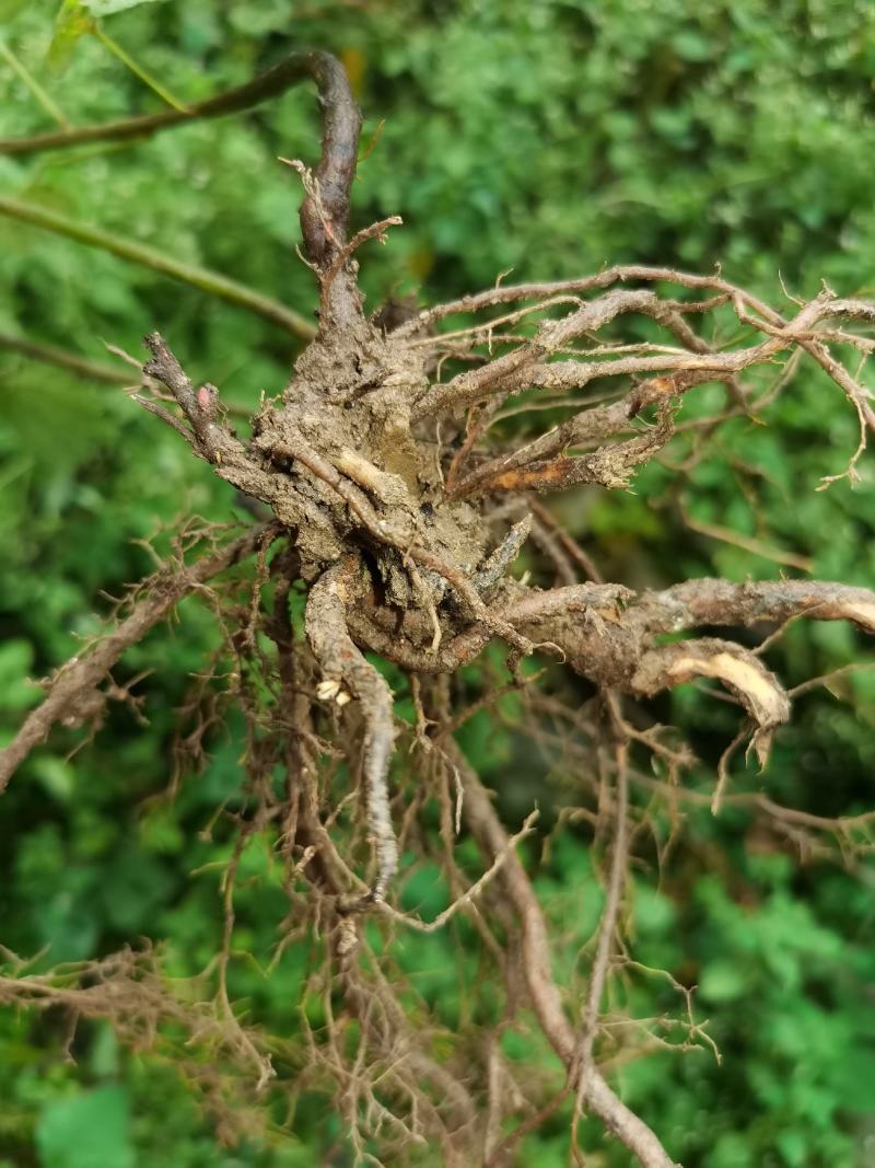 秦岭野生中草药小槐花饿蚂蝗山蚂蝗小儿疳积鲜货干品2斤包邮