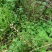 秦岭野生中草药小槐花饿蚂蝗山蚂蝗小儿疳积鲜货干品2斤包邮
