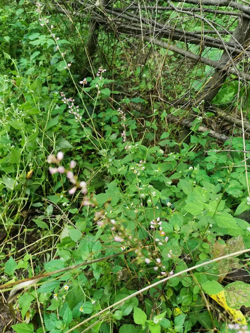 秦岭野生中草药小槐花饿蚂蝗山蚂蝗小儿疳积鲜货干品2斤包邮