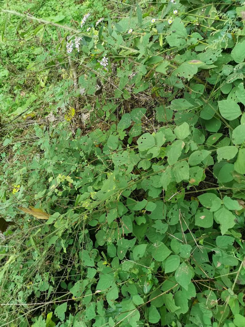 秦岭野生中草药小槐花饿蚂蝗山蚂蝗小儿疳积鲜货干品2斤包邮