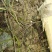 秦岭野生中草药小槐花饿蚂蝗山蚂蝗小儿疳积鲜货干品2斤包邮